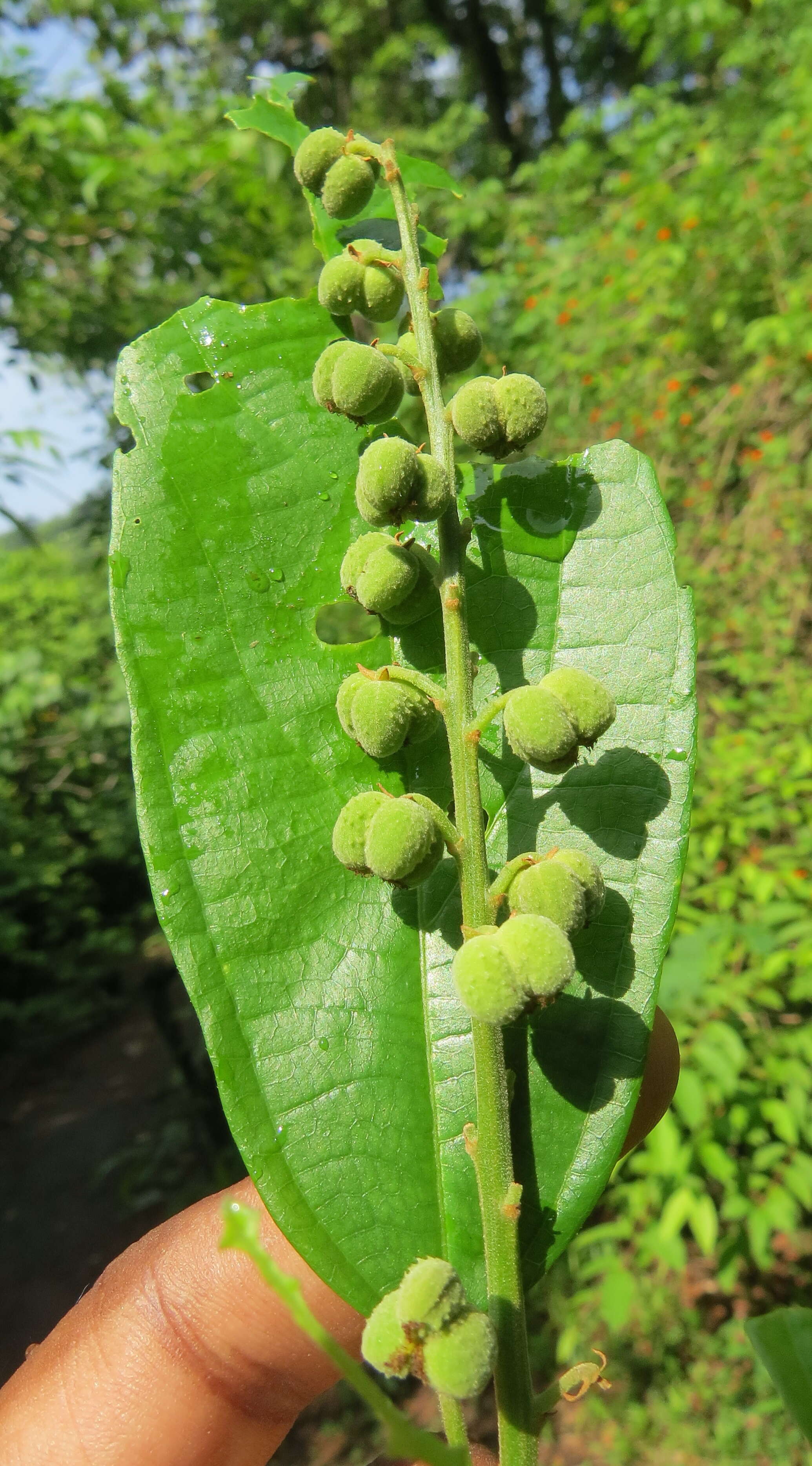 Image of Mallotus rhamnifolius (Willd.) Müll. Arg.