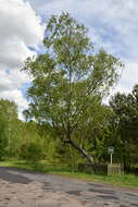 Image of Black Birch