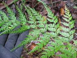 Image of Chinese creepingfern