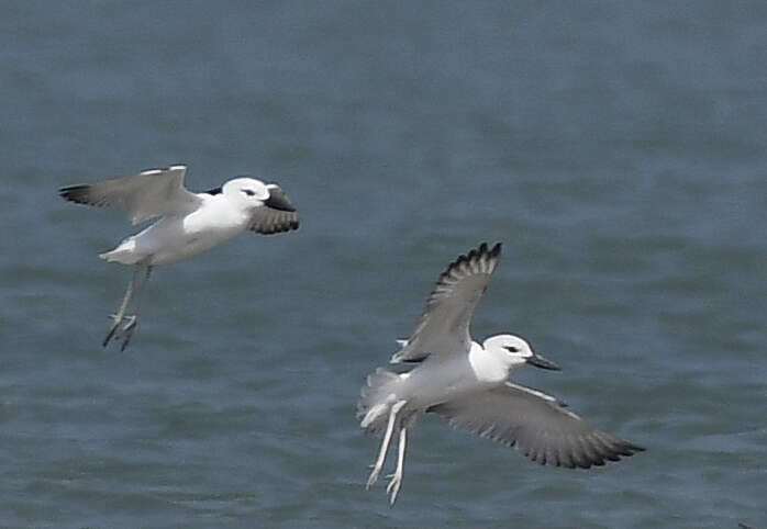 Dromadidae resmi