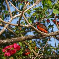 Image of Crimson-backed Tanager