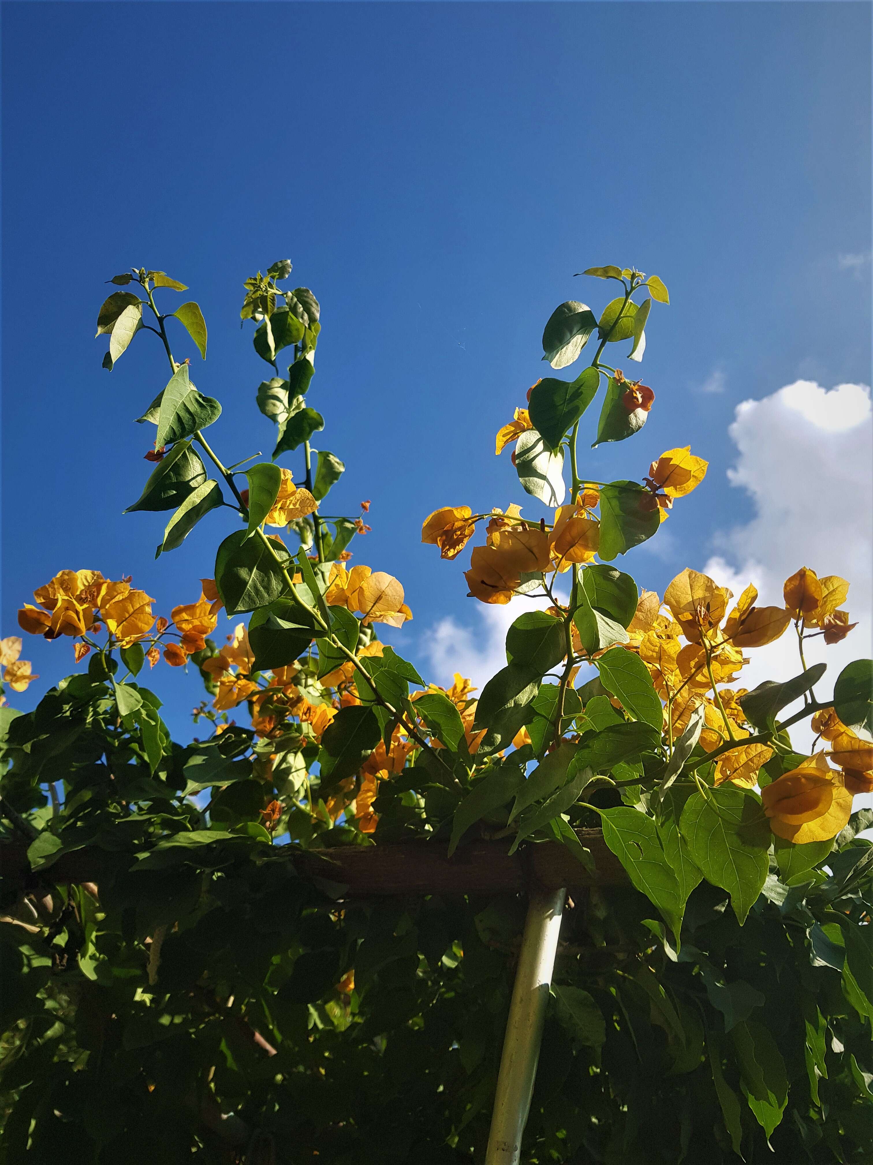 Слика од Bougainvillea