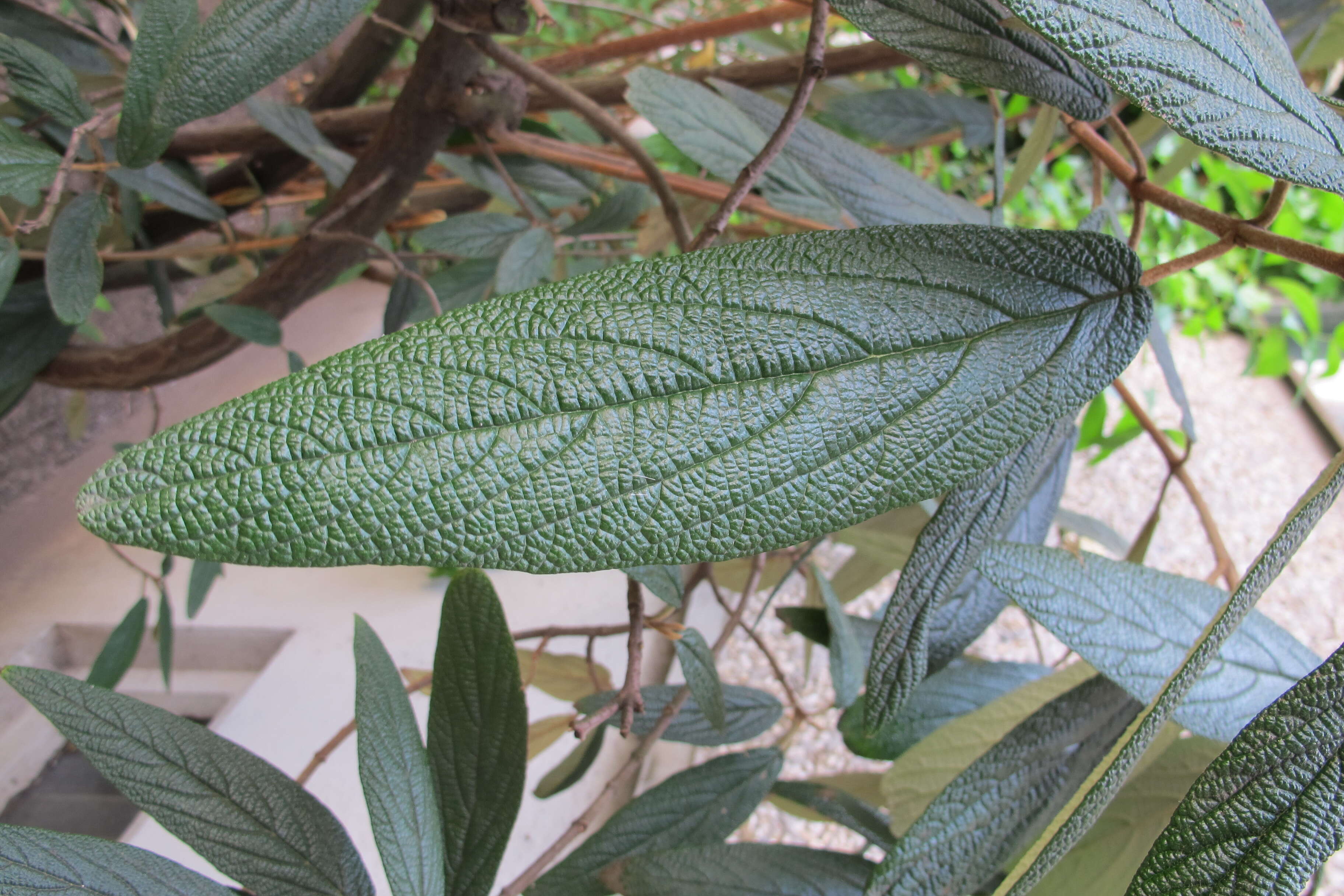 Plancia ëd Viburnum rhytidophyllum Hemsl. ex Forb. & Hemsl.