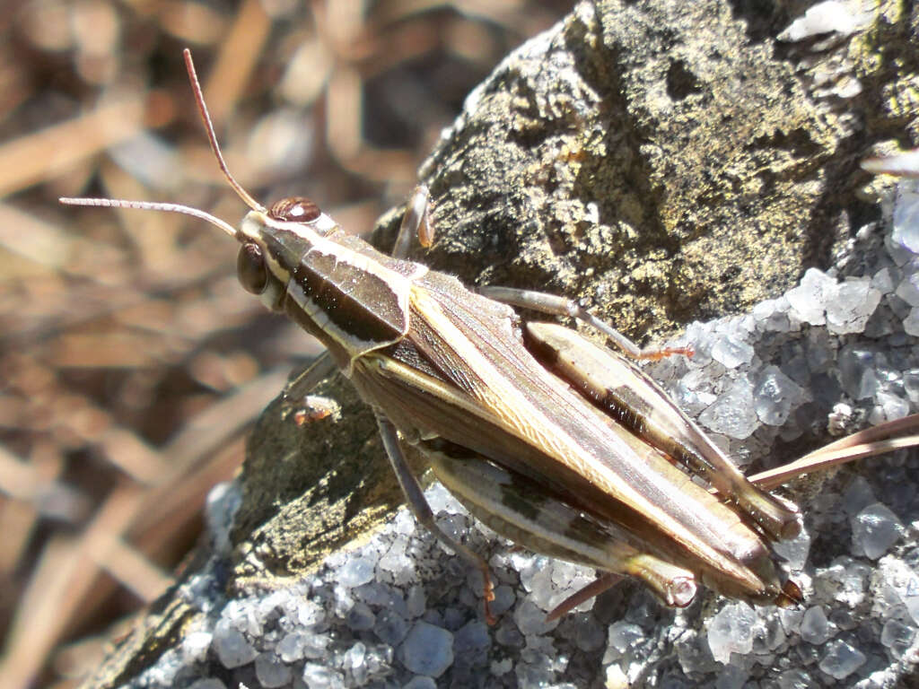 Image of Calliptamus barbarus (Costa & O. G. 1836)