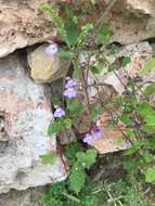 Image of Ivy-leaved Toadflax