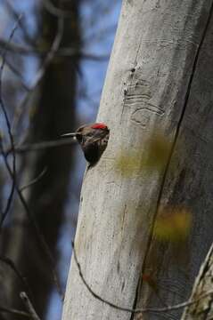 Image of Northern Flicker