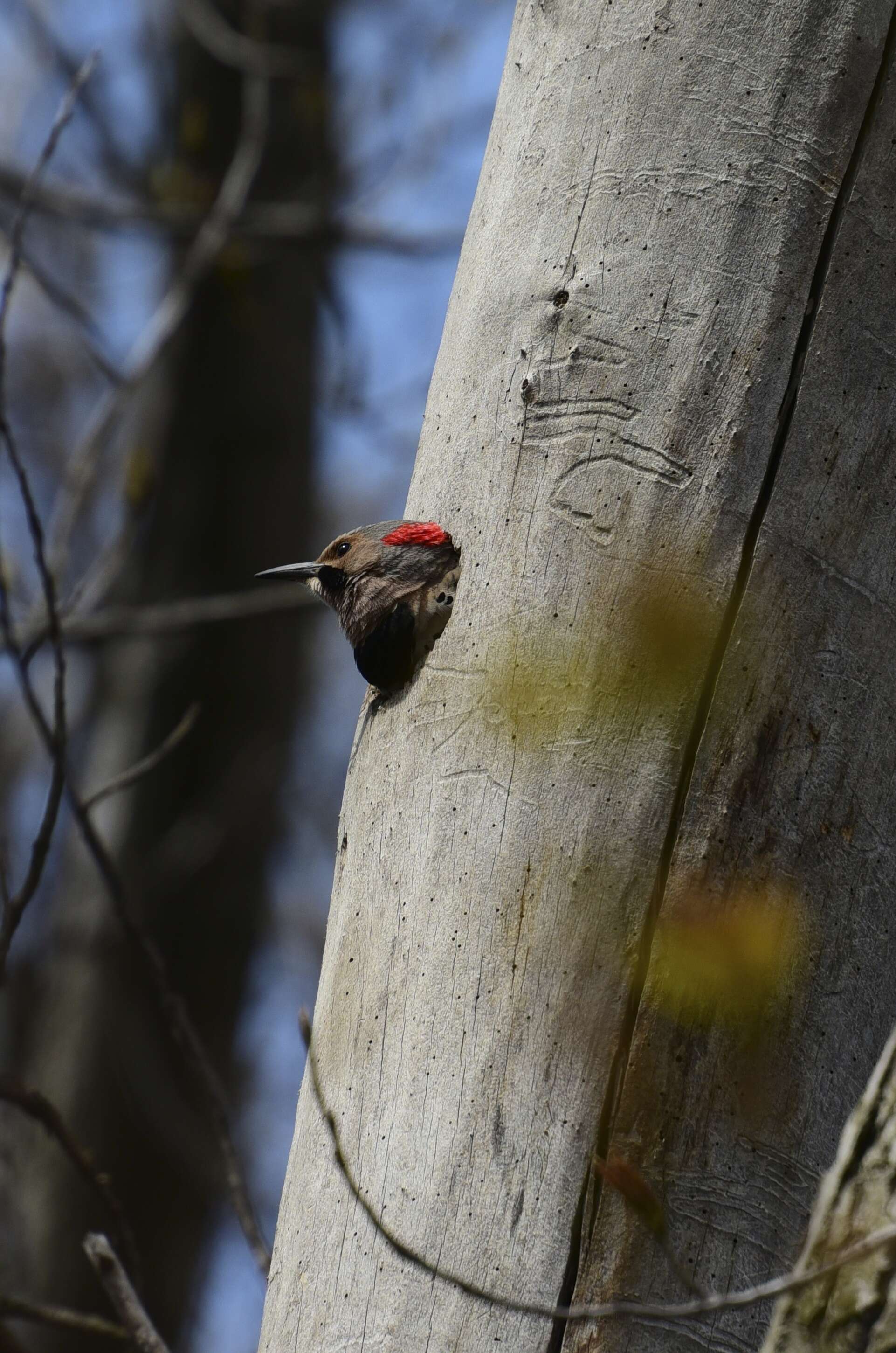 Image of Northern Flicker