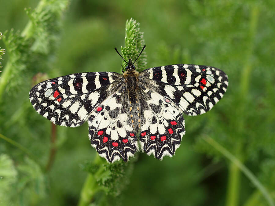 Image of Zerynthia rumina (Linnaeus 1758)