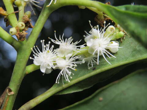 Image of Symplocos cochinchinensis (Lour.) Moore