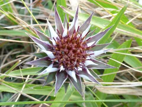 Image of Macledium zeyheri (Sond.) S. Ortiz