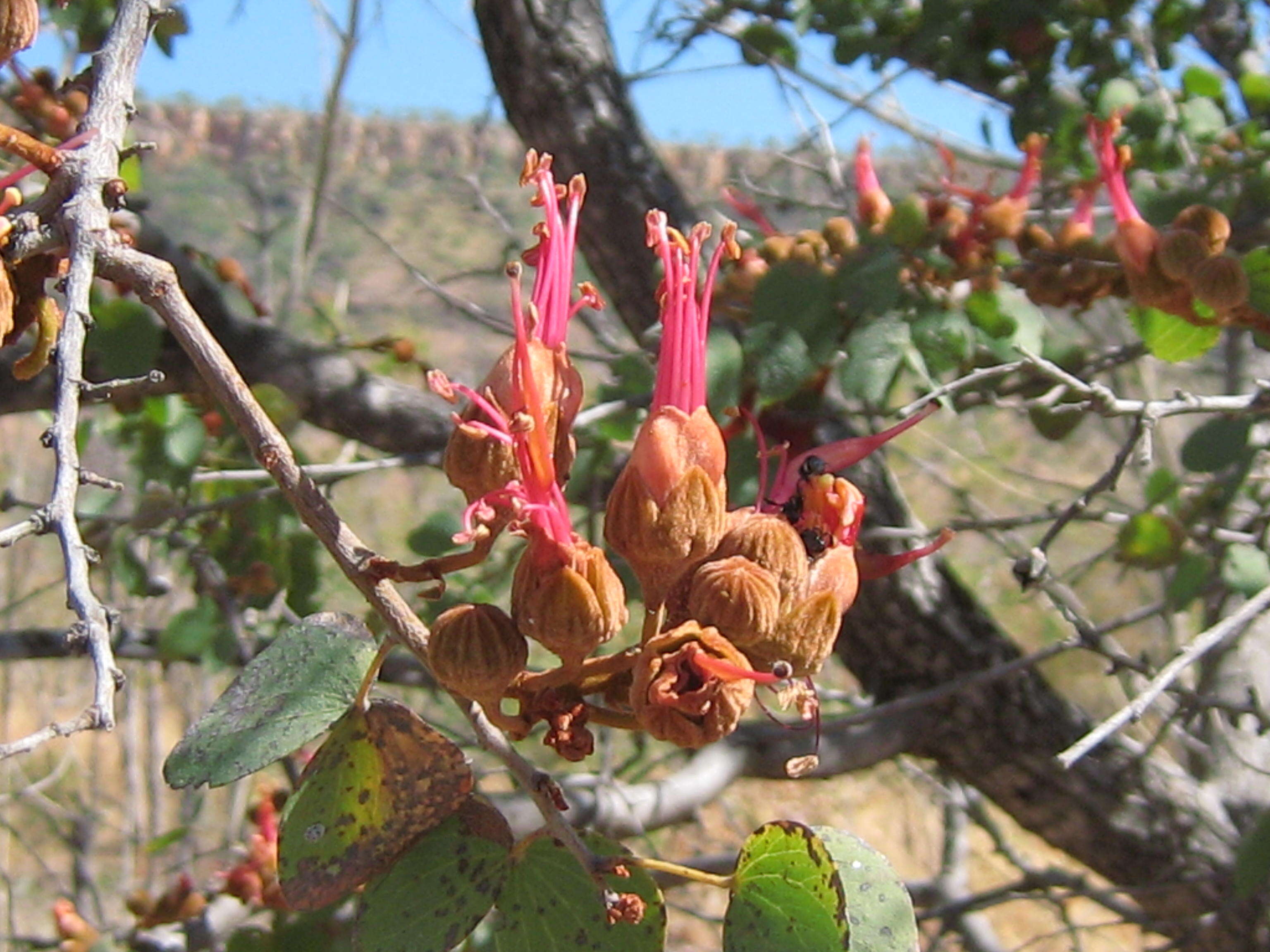 Image of Lysiphyllum cunninghamii (Benth.) de Wit