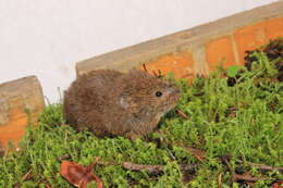 Image of Mexican vole