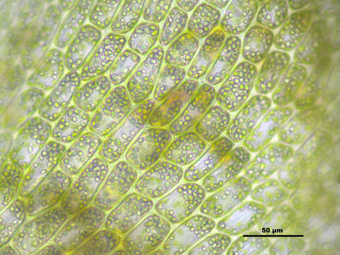 Image of Tritomaria exsectiformis (Breidl.) Schiffn. ex Loeske