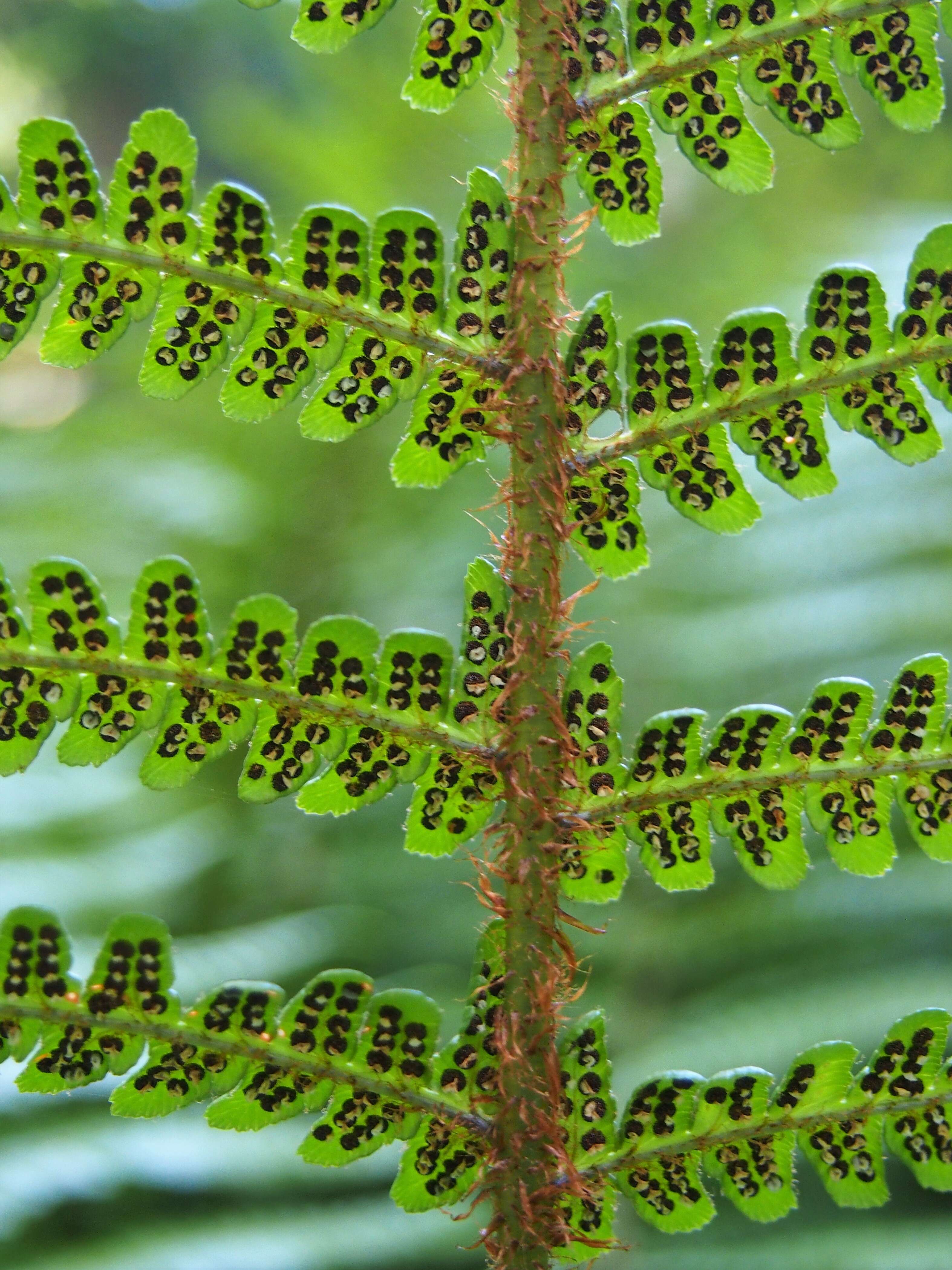 Sivun Dryopteris wallichiana (Spreng.) Hyl. kuva