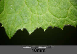 Image of Petasites albus (L.) Gaertn.