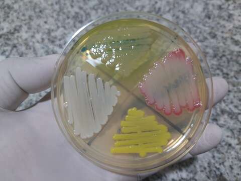 Imagem de Micrococcus