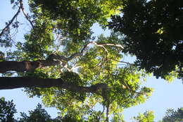 Image of dragonsblood tree