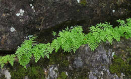 Sivun Cryptogramma stelleri (Gmel.) Prantl kuva