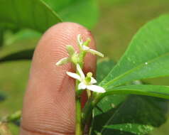 Image of Zanthoxylum ovalifolium Wight