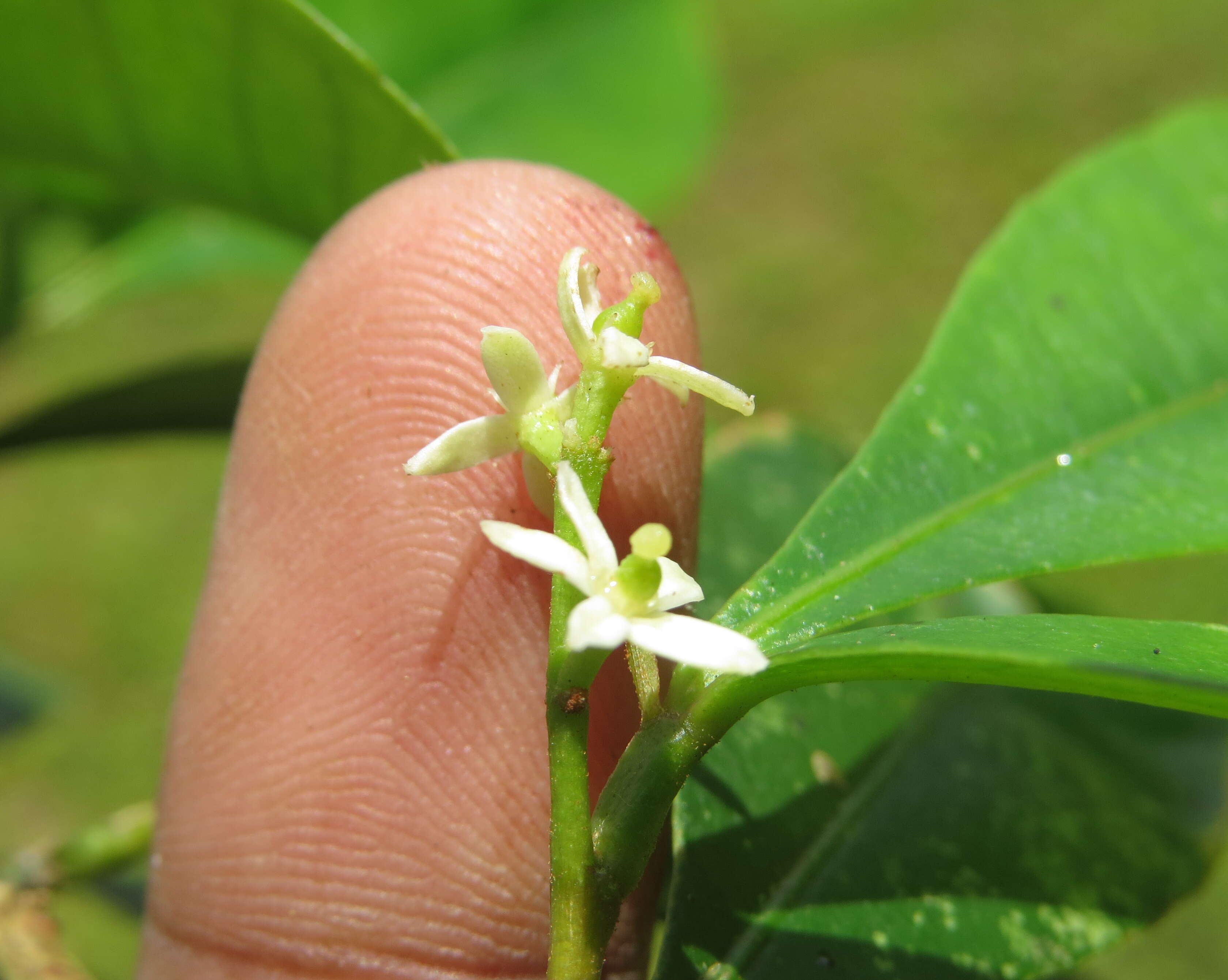 Image of Zanthoxylum ovalifolium Wight