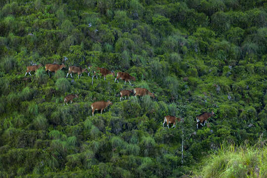 Image of Banteng