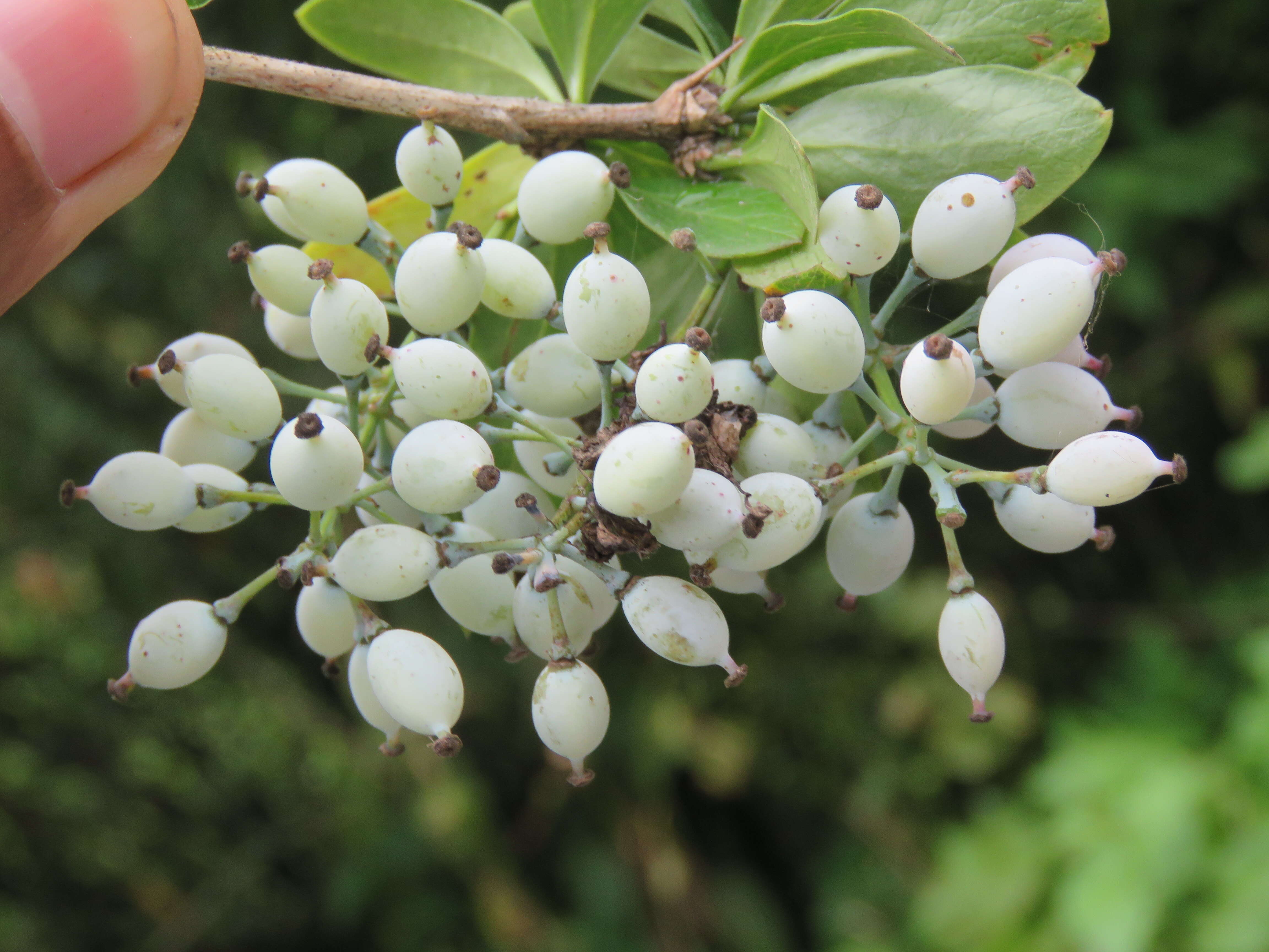 Image of Berberis aristata DC.