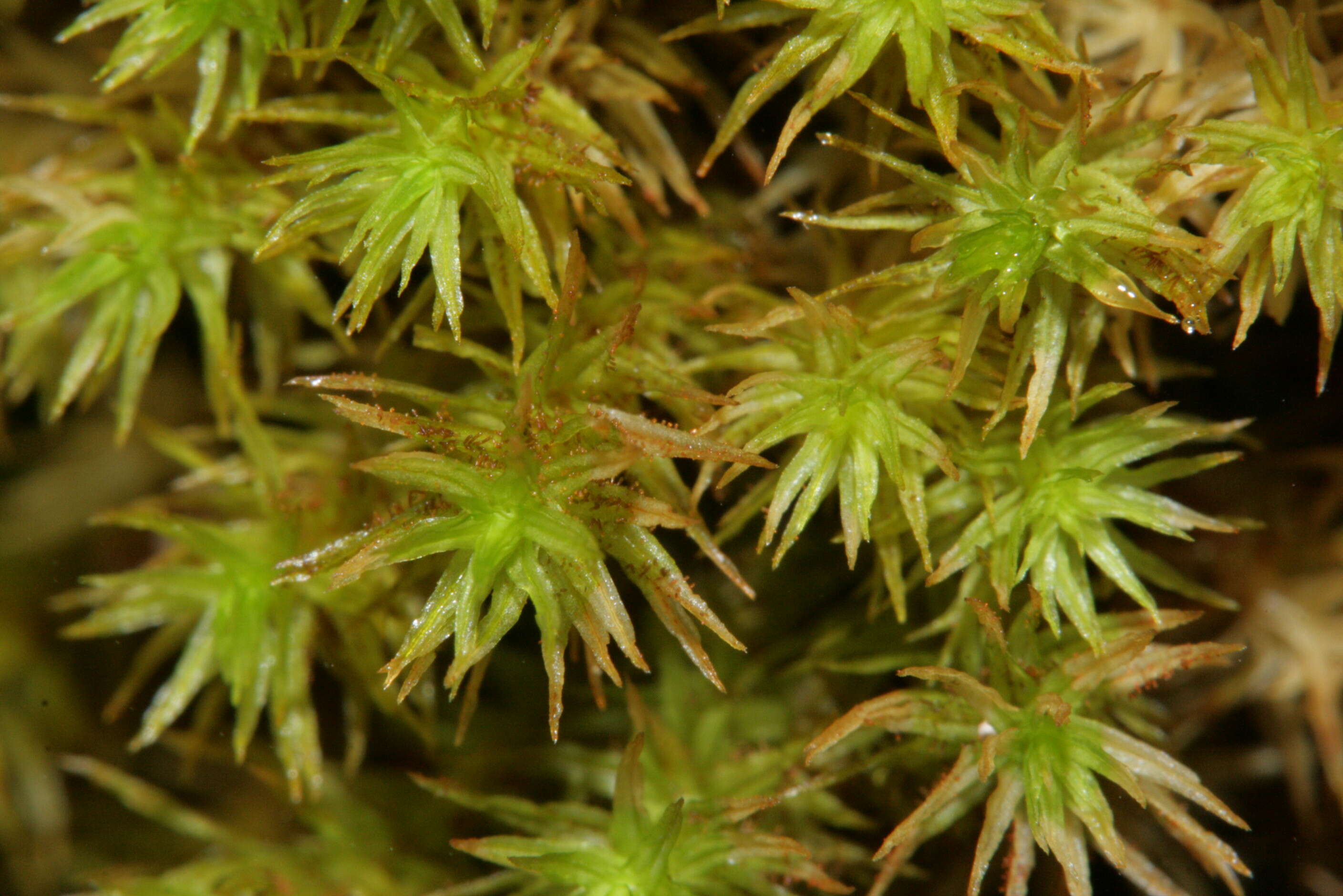 Image of Lyell's orthotrichum moss