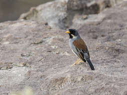 Image of Buff-bridled Inca Finch