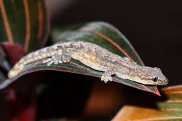 Image of Common Smooth-Scaled Gecko