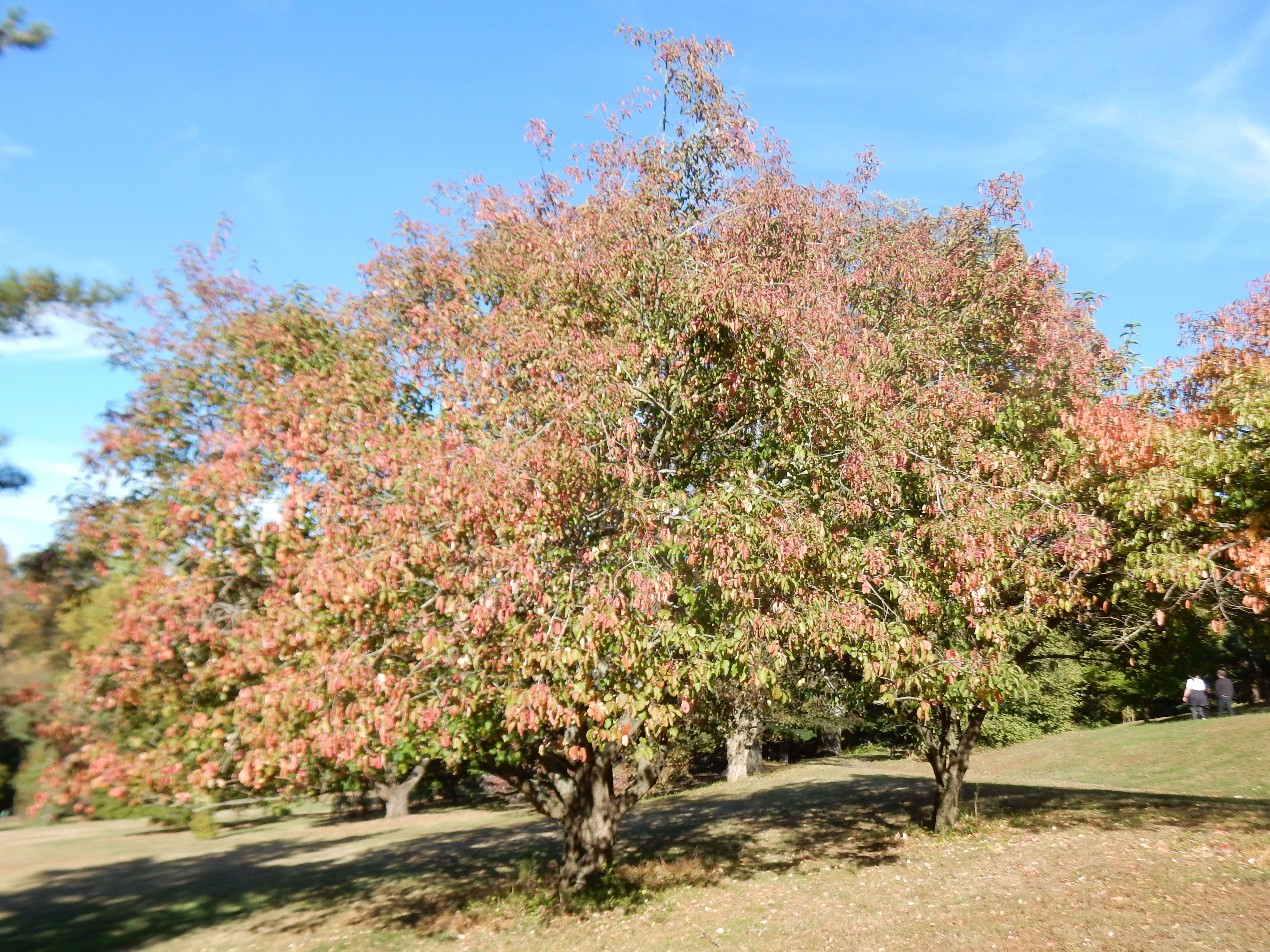 Image of Hamilton's spindletree