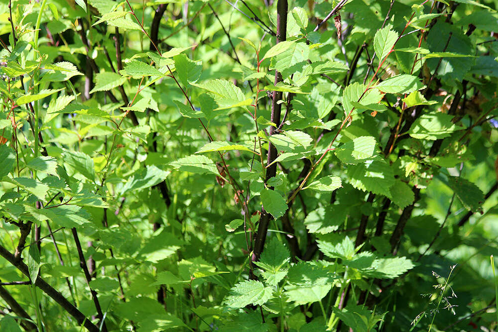 Image of Prunus subgen. Amygdalus