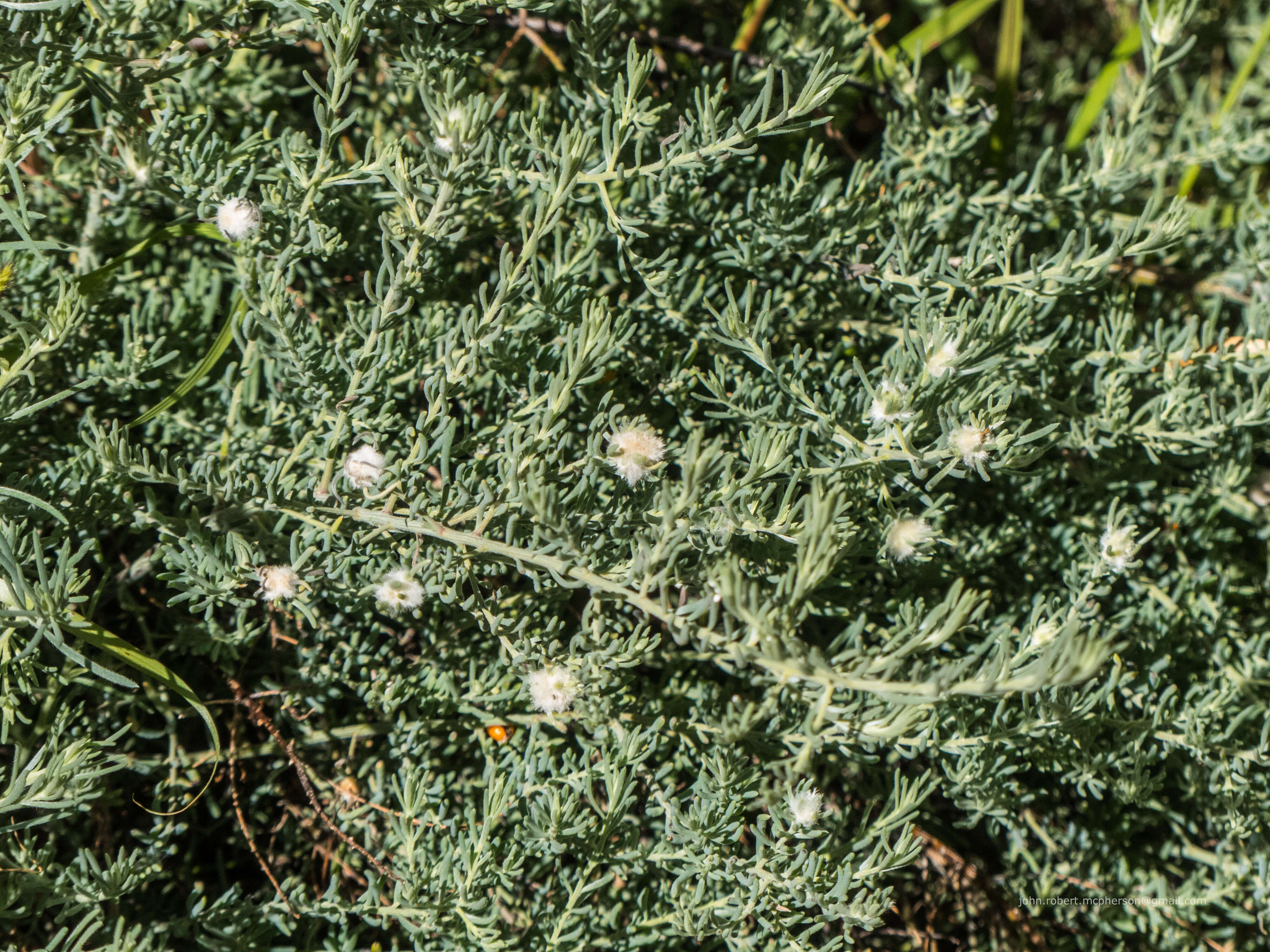 Imagem de Enchylaena tomentosa R. Br.