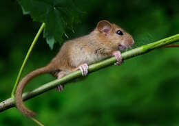 Image of hazel dormouse