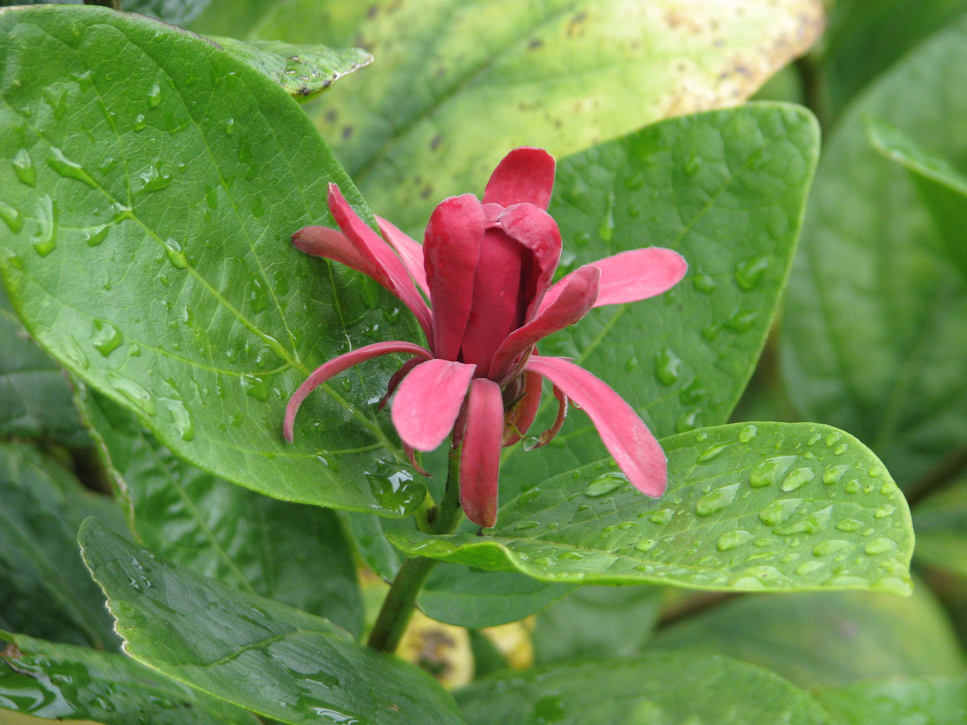 Image of western sweetshrub