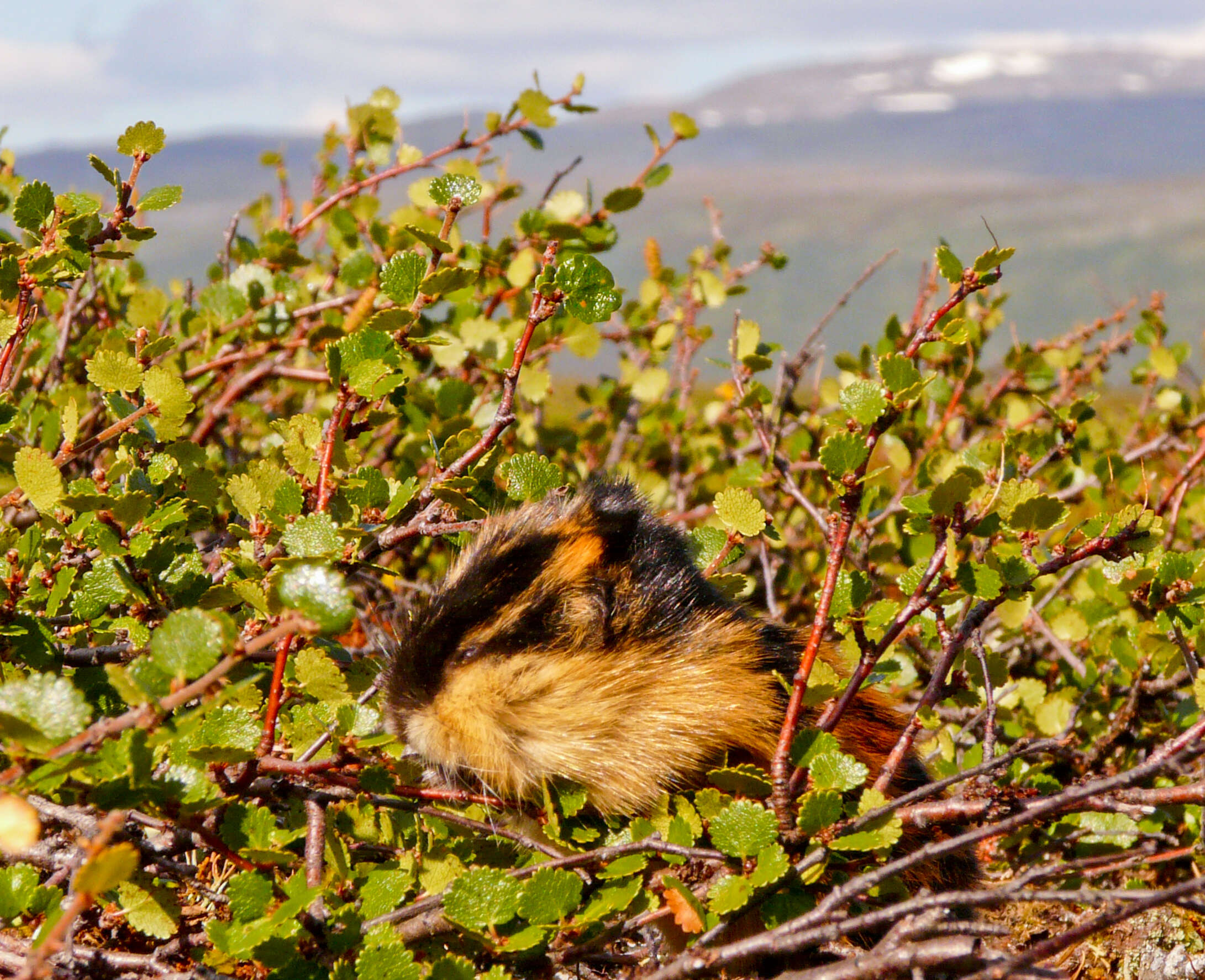 Image of Norway Lemming