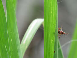 Image of Wasp Mantidfly