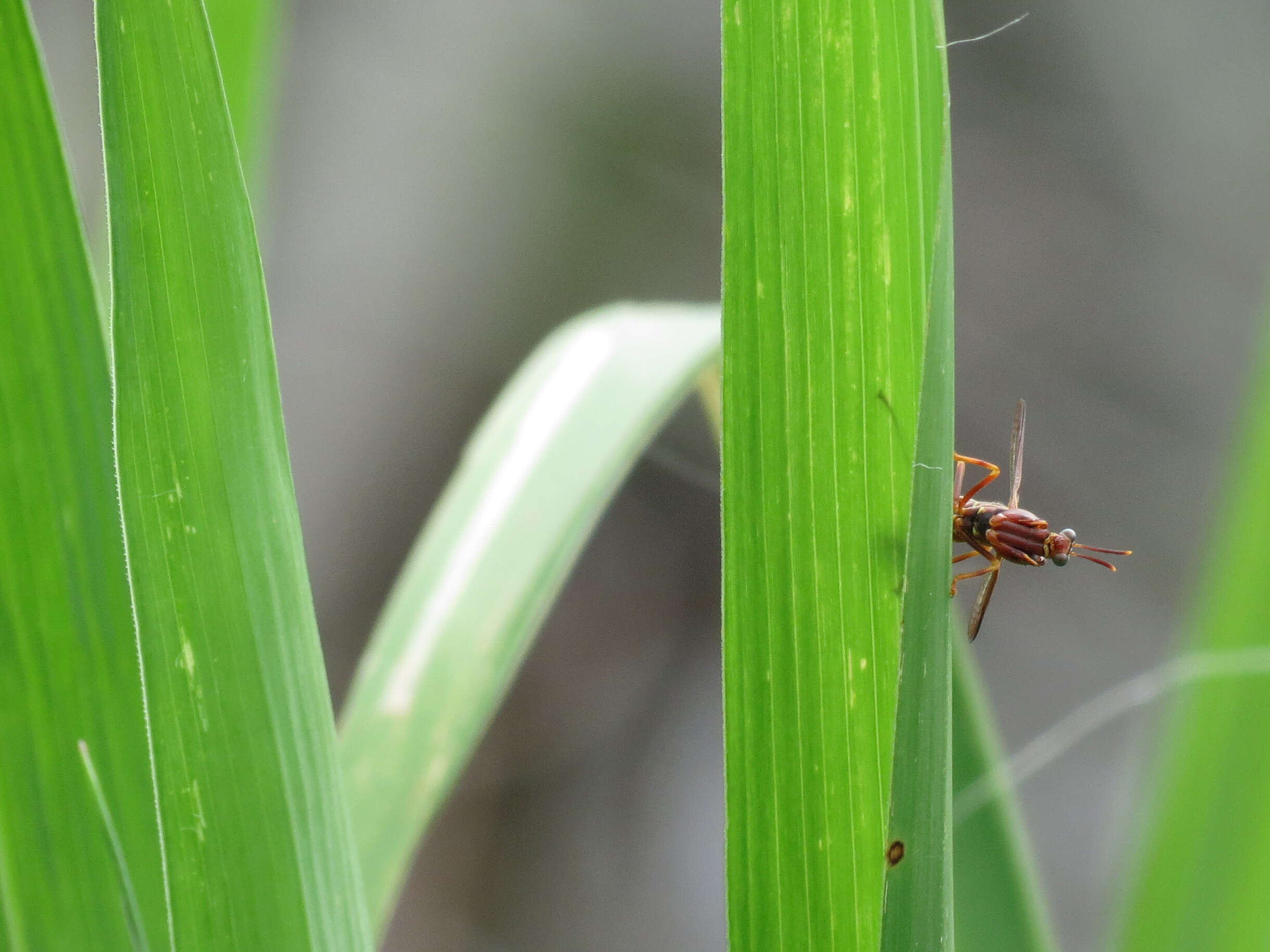 Image of Wasp Mantidfly