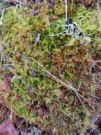 Image of great hairy screw-moss