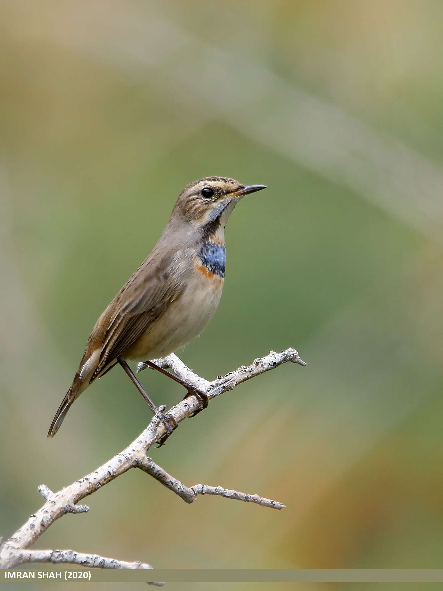 Image of Bluethroat