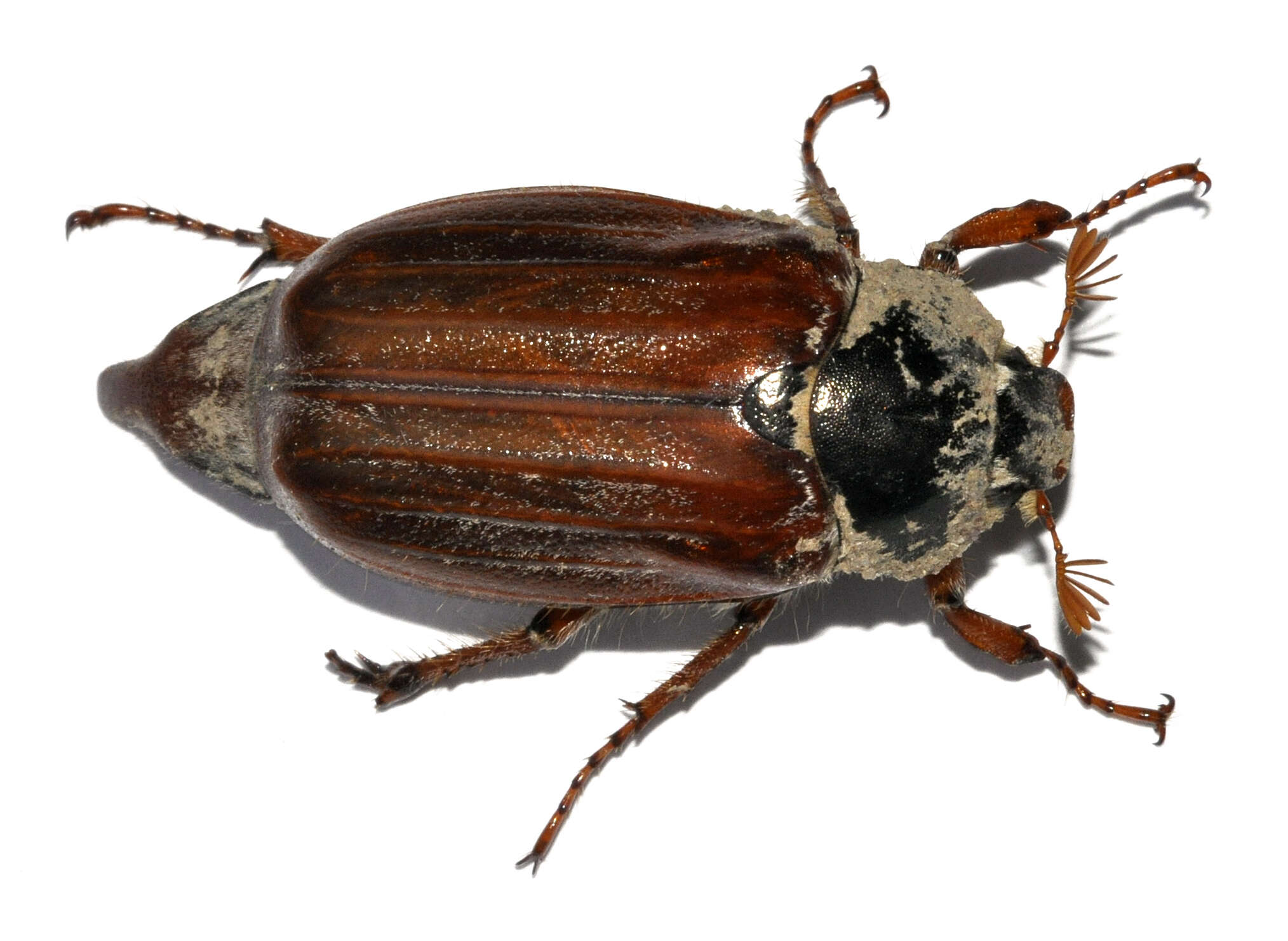 Image of Common cockchafer