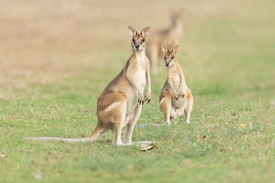 Image of Agile Wallaby