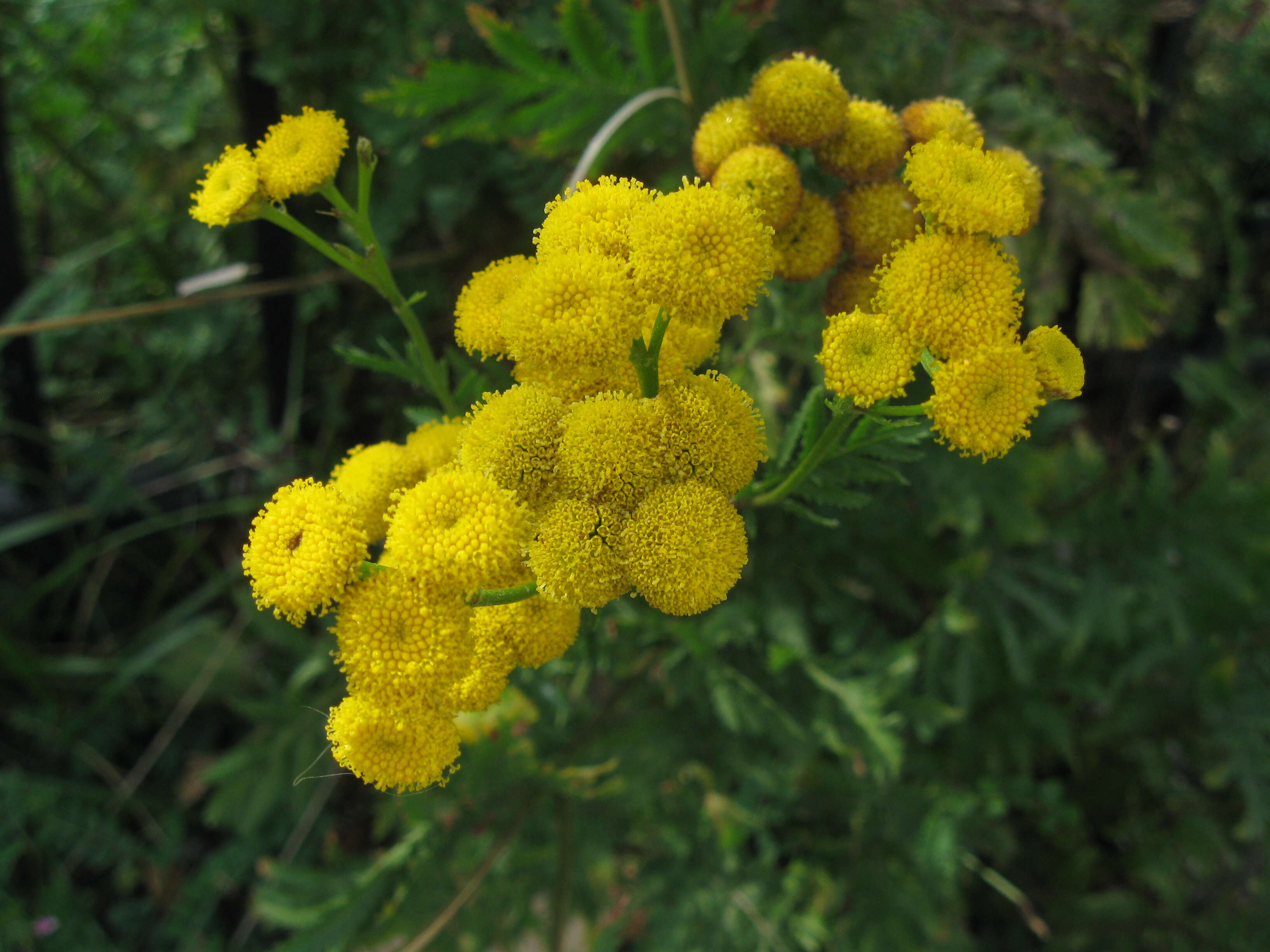 Image of common tansy