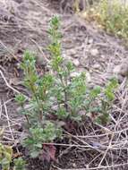 Image of Dillenius' speedwell