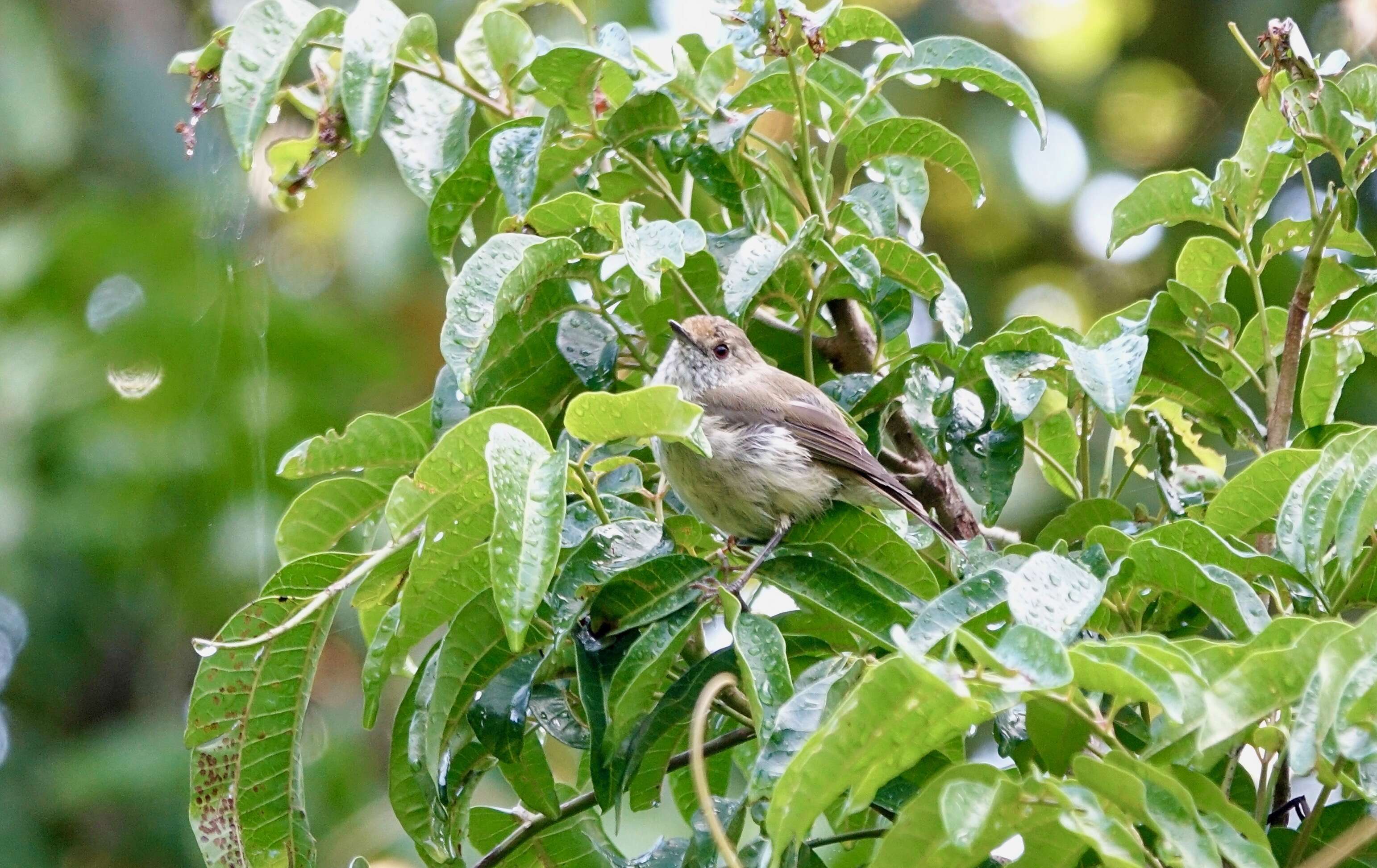 Image of Brown Gerygone