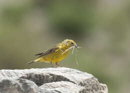 Image of Monte Yellow Finch