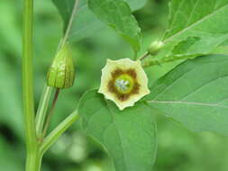 Image of cutleaf groundcherry