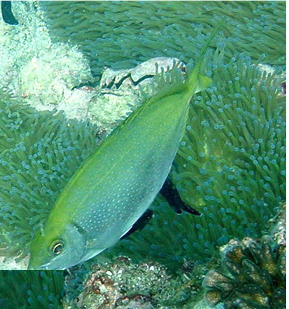 Image of Dusky rabbitfish