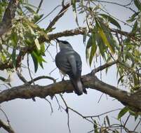 Image of White-bellied Cuckoo-shrike