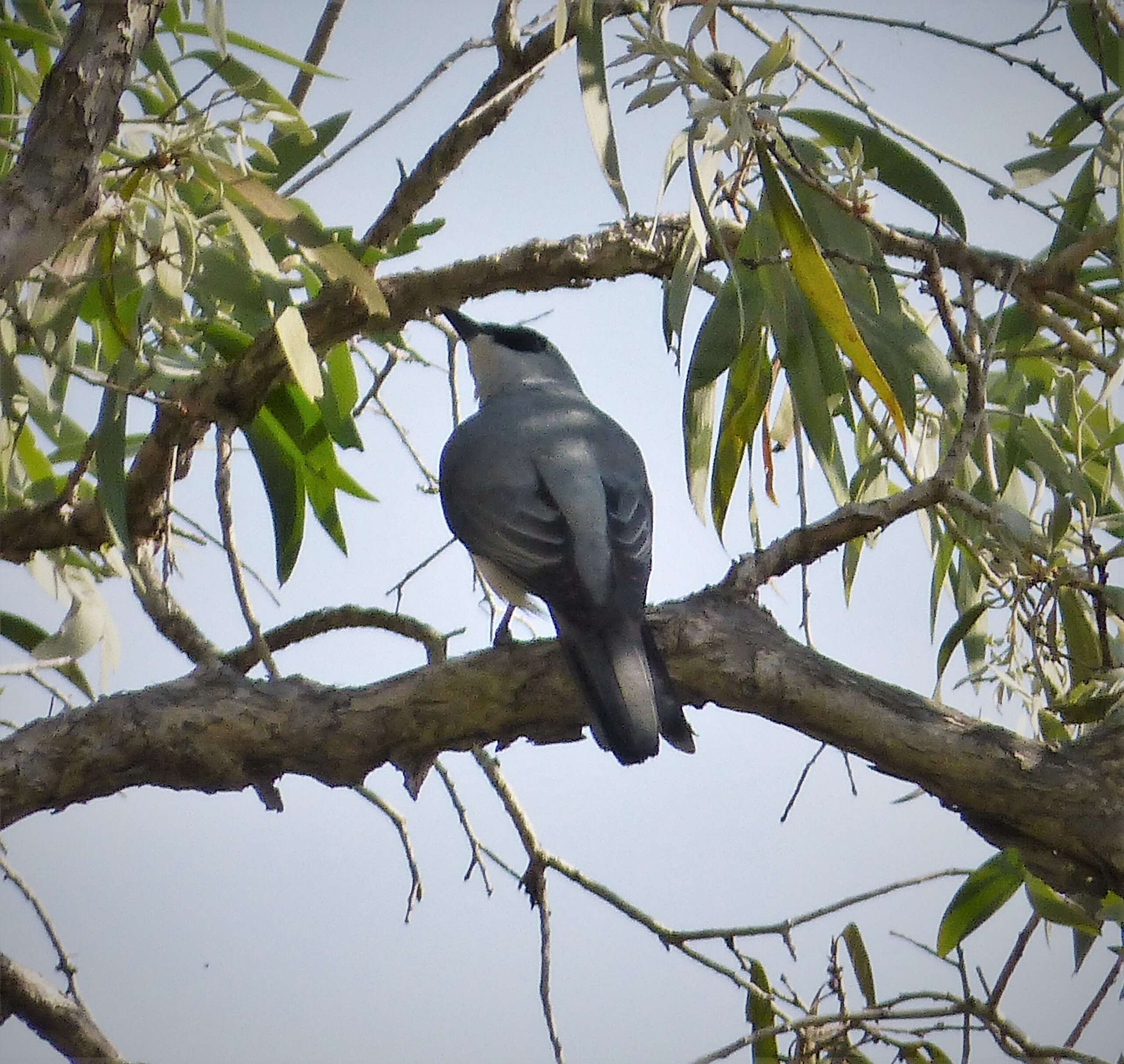 Image of White-bellied Cuckoo-shrike