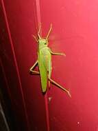 Image of Great green bushcricket